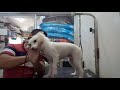 Japanese spitz how to groom  tagalog vlog  monchi ph  5