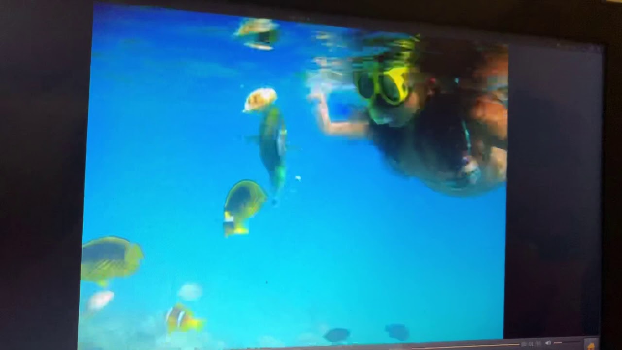Fish kick YouTube