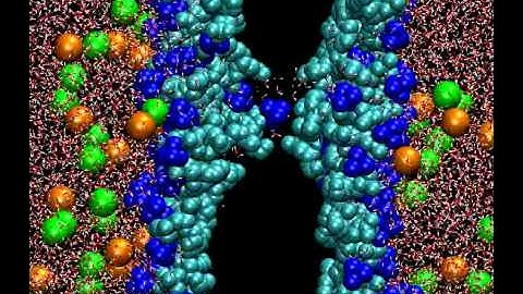 The birth, life and death of a water pore in a cell membrane