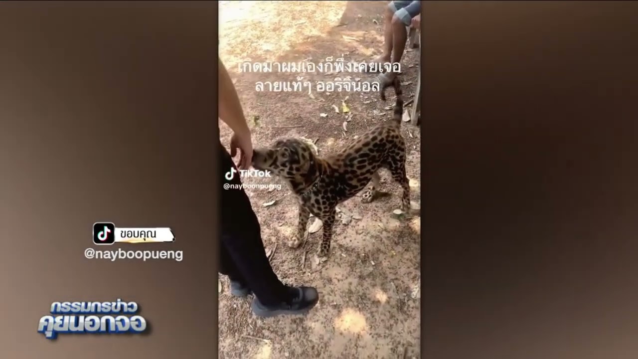 หมาหรือเสือดาว?