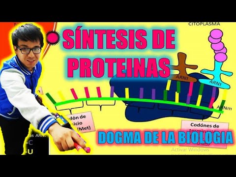 Vídeo: Quin és el dogma central de la síntesi de proteïnes?