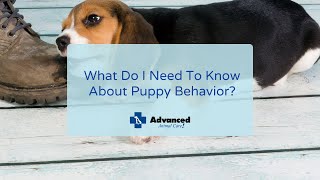 What Do I Need To Know About Puppy Behavior? by Advanced Animal Care 22 views 2 years ago 4 minutes, 32 seconds