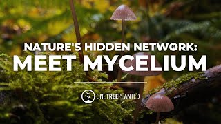 Unlocking Nature's Hidden Network: Meet Mycelium, the Fungi that Connects Trees | One Tree Planted