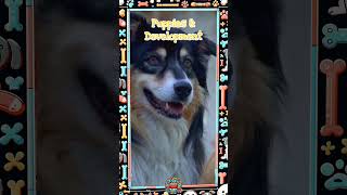 Puppy Growth Secrets Navigating Their Formative Months
