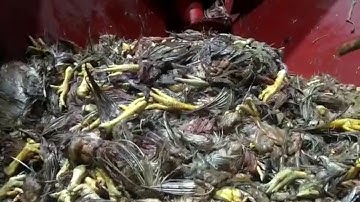 Chicken waste Rendering Plant. #chickenmeal #rendering #mbm #fishfeed #fertilizer