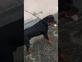 My pet
