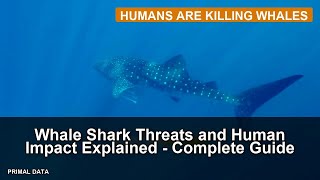 Whale Shark Threats and Human Impact Explained - Complete Guide