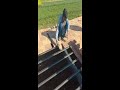 LIVE Roof Construction