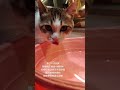Kitten's Heartwarming Mommy Moment! JianzhouCat CutenessOverload