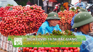 Dịch Covid-19 hoành hành tại Bắc Giang, xuất khẩu vải thiều có gặp khó? | VTC16