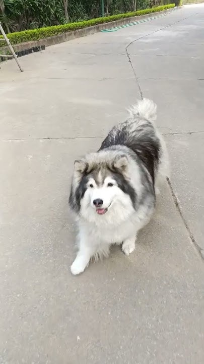 what-does-husky-mean-for-a-girl-shorts-viral-pets-dog-youtube
