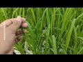 Update Padi hidroponik 55hss