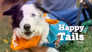 After Suffering Multiple Traumas from Cruelty, A Young Dog Basks in a Better Life