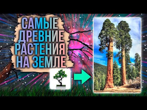 Интересные Факты - Самые Древние Растения На Земле (Анимация)