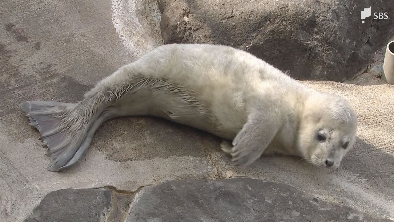 A baby spotted seal with white downy fur has been born and is now