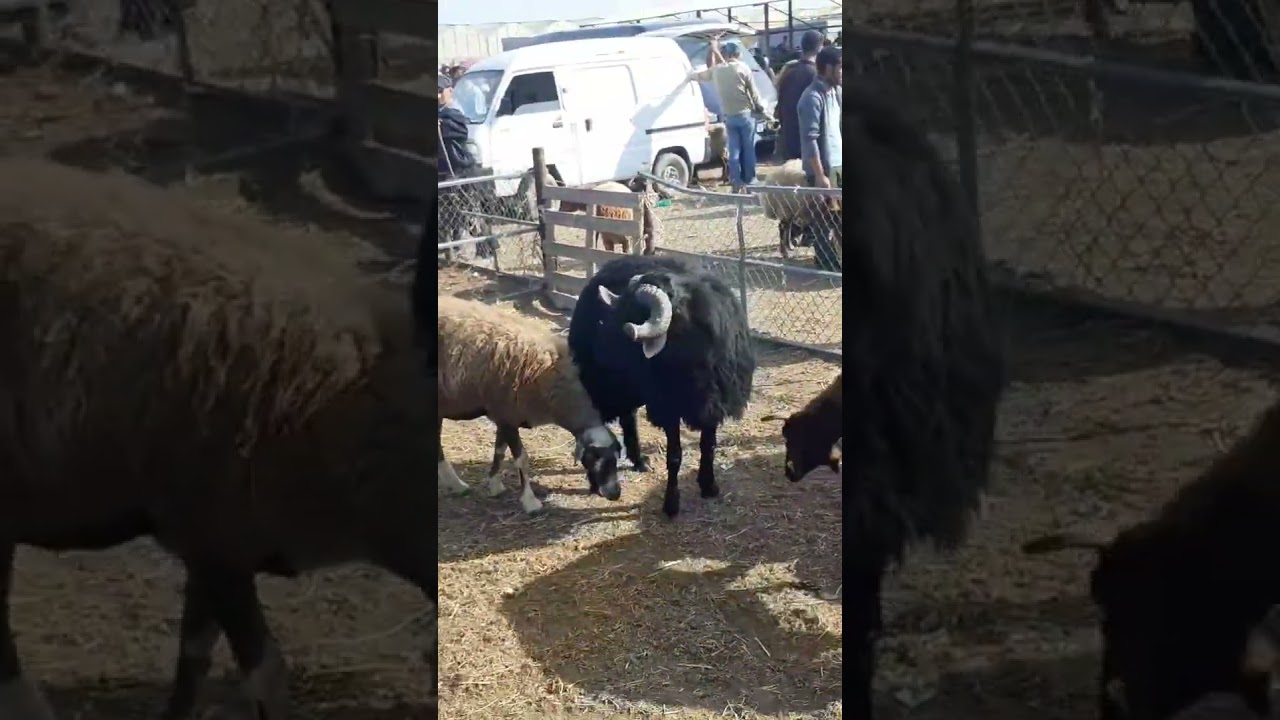 Mor.Karaman.Qara.Qoç