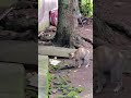 Brave Cat vs. Cobra: Epic Backyard Battle! 🐱🐍 #animals #animallife #shorts