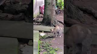 Brave Cat vs. Cobra: Epic Backyard Battle! 🐱🐍 #animals #animallife #shorts