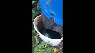 Comfrey Juice