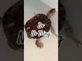 🐢 Do 'No Thing' Challenge 005 🐢 New Earth Creations #redearedsliderturtle #meditationshorts