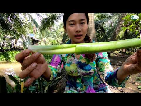 Video Hái lục bình về nấu canh chua ếch - Hương vị đồng quê... - youtube