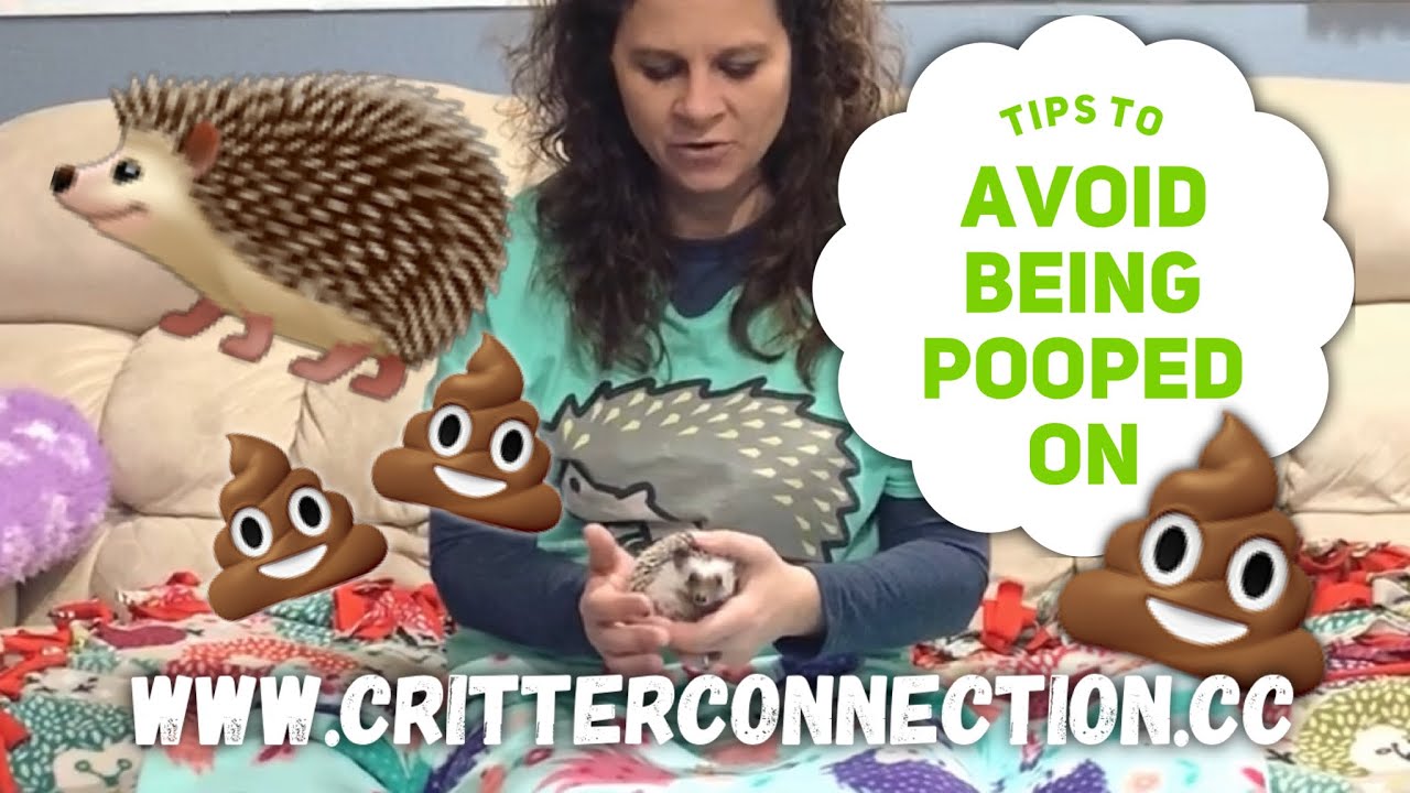 Tips To Avoid Having Your Hedgehog Poop On You! 💩😬