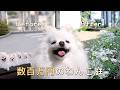 数百万円かけて作ったワンコ専用ガーデン公開！