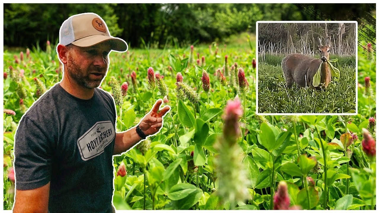 How To Maintain CLOVER & CHICORY Plots, Experiment Results