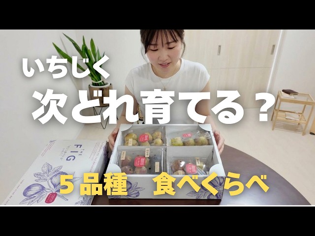 鉢植えイチジクの鉢増し】レア品種たち4種の鉢増しを行いました - YouTube