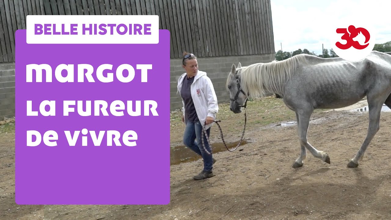 L'incroyable transformation d'une jument sauvée de la mort