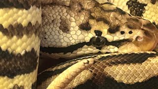 Happy Halloween!!  Unboxing of our new snake from Ozzy Boids.