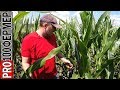 Выращивание кукурузы. Нестабильные осадки.