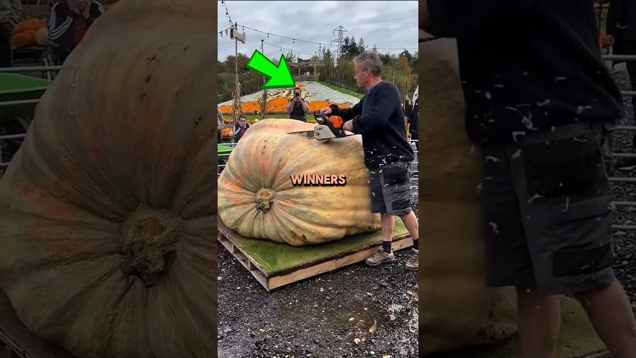 This Is Why Giant Pumpkin Winners Must Cut Them Open 