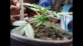 my royal bluematic week 3