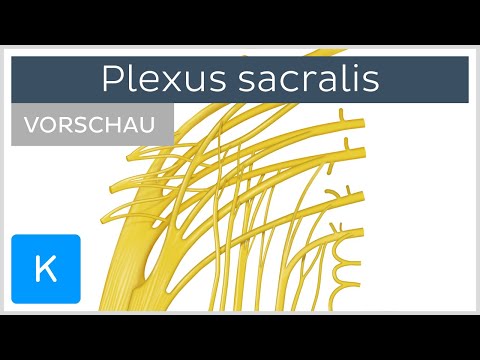 Video: Anatomie, Diagramm Und Funktion Des Plexus Sacralis Körperkarten