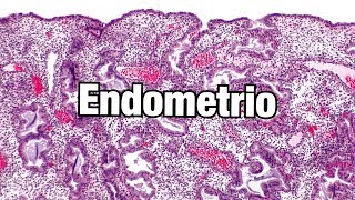 El Endometrio Humano