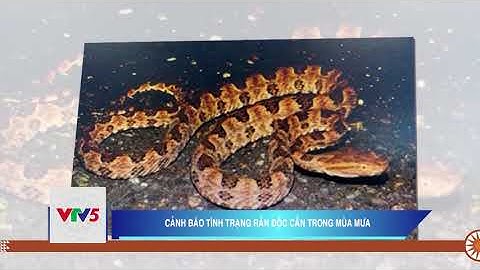 CẢNH BÁO TÌNH TRẠNG RẮN ĐỘC CẮN TRONG MÙA MƯA | VTV5