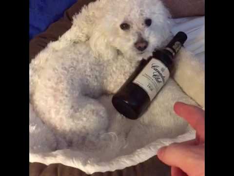 my-dog-is-an-alcoholic!