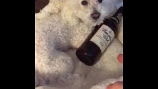 MY DOG IS AN ALCOHOLIC!