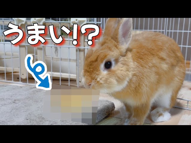 全うさぎ待望の超食いつきの良いおやつをあげた結果…【ネザーランド