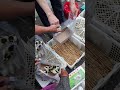 Murgi Na Bca Pecigtmara Gre Magavi Chakachho 