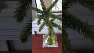 Sprout of life 101