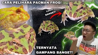 CARA MEMELIHARA PACMAN FROG! TERNYATA GAMPANG DAN MURAH BANGET!