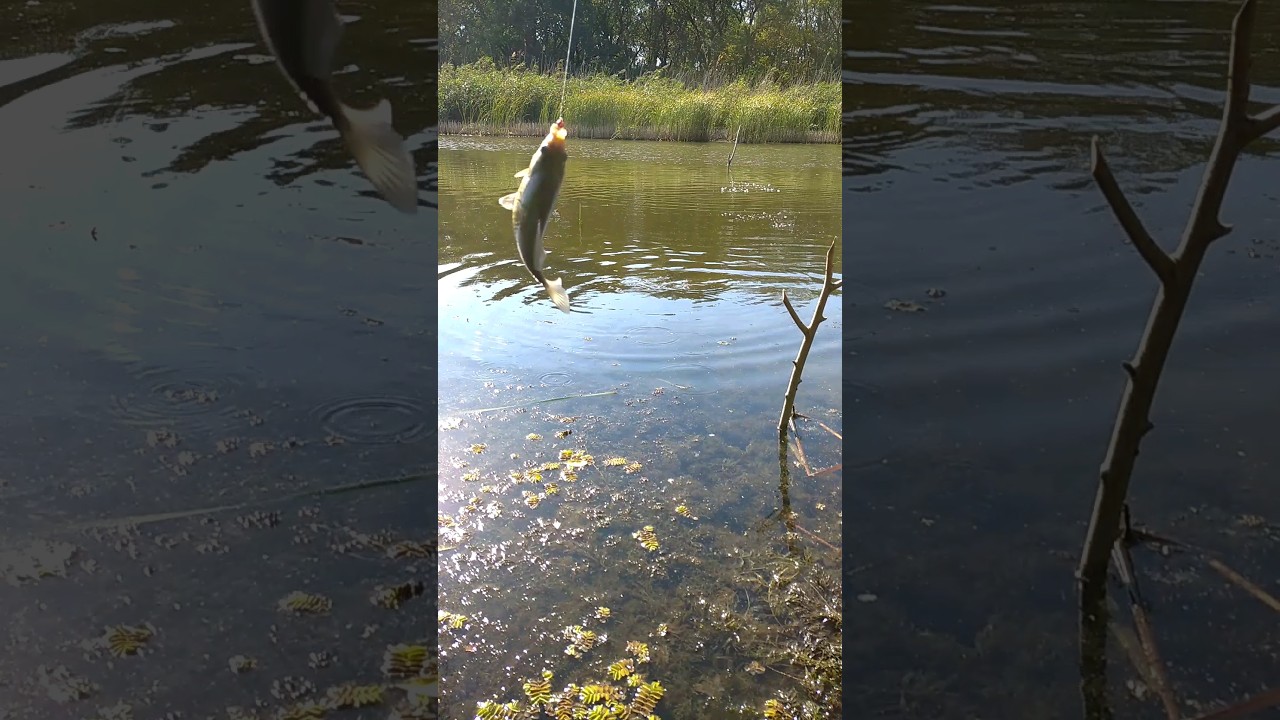 попался кабанчик!:) 