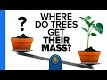 Where Do Trees Get Their Mass?