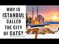 Istanbul in Turkey is called The City Of Cats. Have a look at why!    I   Bash Daily