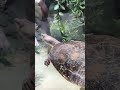Turtles l Aquarium l Wild animals l Zoo of Antwerp