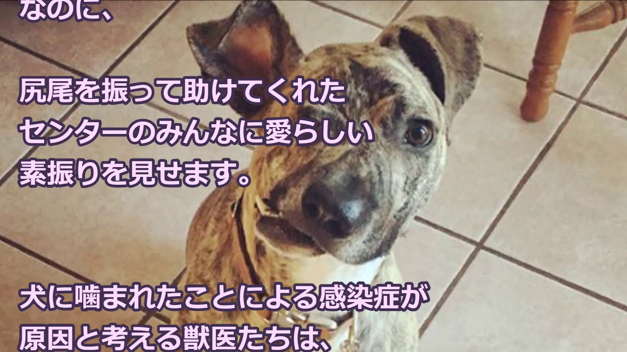 感動 何度も殴られたせいで顔が変形した犬 翌日に安楽死を控え 獣医が出した結論とは 世界が感動 涙と感動エピソード 世界が感動 涙と感動エピソード Thewikihow