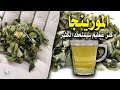 كوب شاي المورينجا هذا ما يفعله في جسمك - كنزعطيم سبحان الله