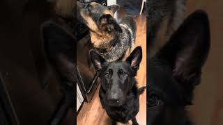 Two German shepherd being CRAZY for one minute straight by Zeus Howard 8,850 views 6 months ago 1 minute, 13 seconds